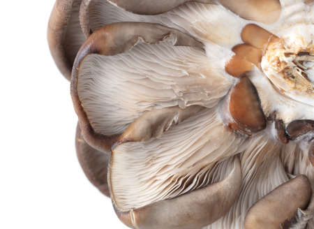 Oyster mushrooms isolated on a white background. Close-up