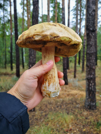 Edible mushroom in hand in the forest. Close-upの写真素材