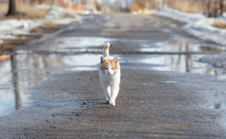 The cat walks along the road after the rain. Animalの写真素材