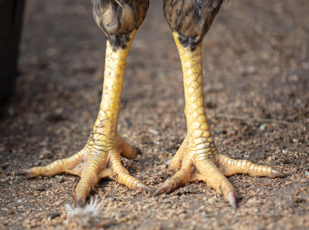 Rooster paws on the ground at the farm. Close-upの写真素材