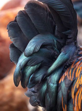 Black feathers on the tail of a rooster. Close-upの写真素材