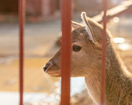 A portrait of a fawn behind a fence in a zoo.の写真素材