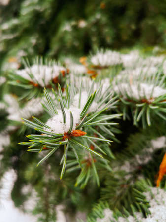 White snow on the needles of the tree. Macroの写真素材