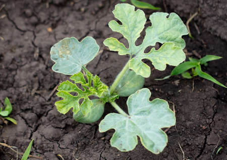 Small sprout of watermelon in the ground in spring.の写真素材