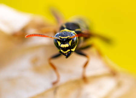 Close-up of a wasp on a yellow leaf in nature.