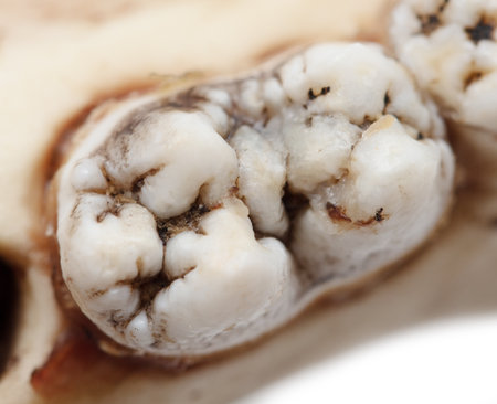 Pig teeth as background. Close-upの写真素材