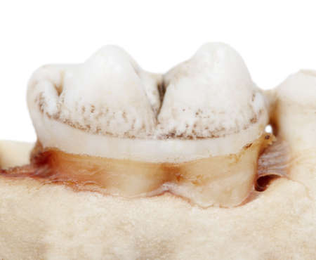 Pig teeth isolated on a white background. Close-upの写真素材