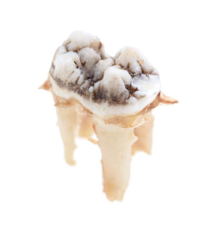 Pig teeth isolated on a white background. Close-upの写真素材