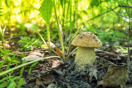 Edible mushroom grows in the forest. Natureの写真素材