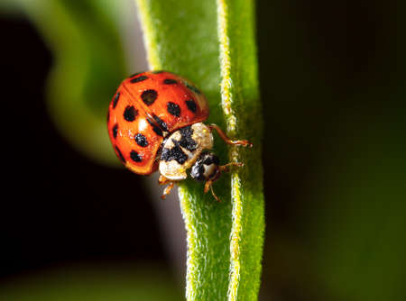 Close-up of a ladybug on a green leaf. Macro