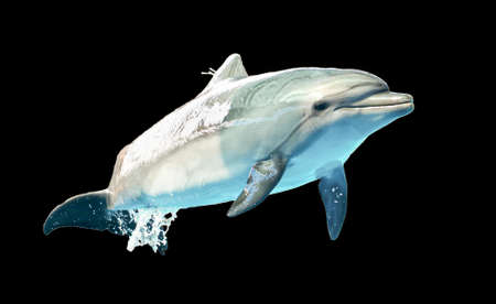 Dolphin is isolated on a black background. Mammal marine animal.の写真素材