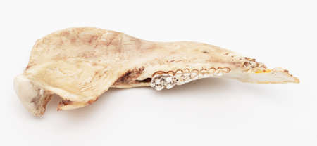 Pig teeth isolated on a white background. Close-up