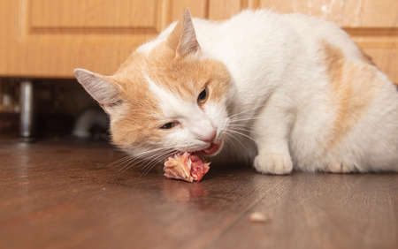The cat eats chicken. Processの写真素材