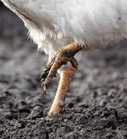 Chicken feet in black mud. Close-upの写真素材