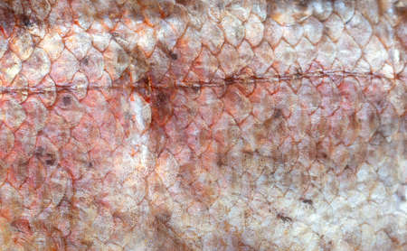 Scales on the skin of a fish as a background. Texture