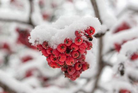 White snow on red rowan berries. Nature in winterの写真素材