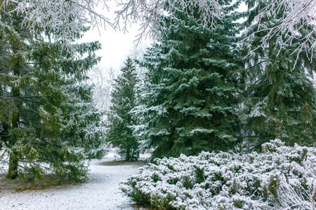 White snow on the branches of a coniferous tree in the park.の写真素材