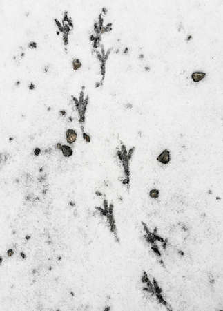 Bird tracks on frozen ground as background. Winter