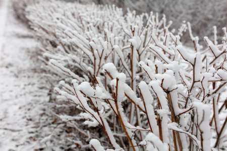 White snow on the bushes by the road in the park. Nature in winterの写真素材