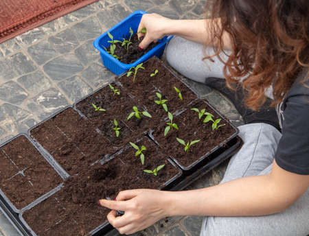 A woman prepares pepper seedlings in the ground for planting in a vegetable garden in the spring.