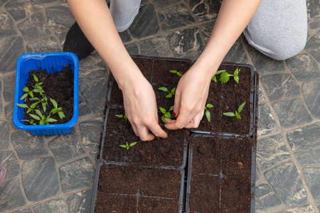 A woman prepares pepper seedlings in the ground for planting in a vegetable garden in the spring.の写真素材