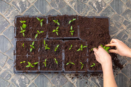 A woman prepares pepper seedlings in the ground for planting in a vegetable garden in the spring.の写真素材