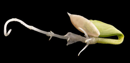 Seed cucumber sprout isolated on black background. Macro
