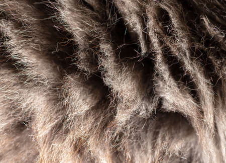 Fur of a gray cat as a background. Close-upの写真素材