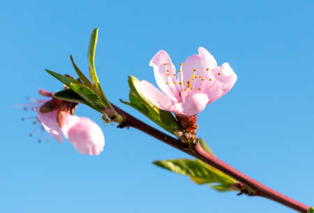 Flowers on a peach tree against a background of blue sky. nature in the spring.の写真素材