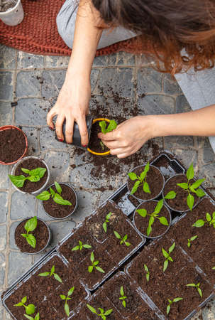 A woman prepares pepper seedlings in the ground for planting in a vegetable garden in the spring.の写真素材