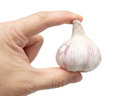 Garlic in hand isolated on white background. close-upの写真素材