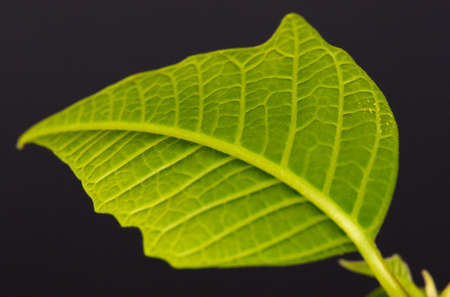 green leaves of a houseplant. close-up