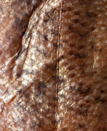 Scales on the skin of a fish as a background. Texture