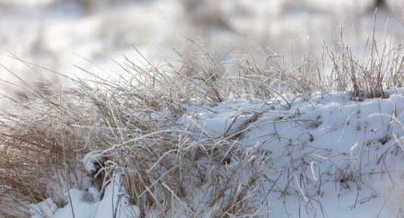 Dry grass in the snow in winter. Natureの写真素材