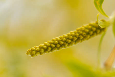 Flowers on the willow tree. nature in the spring.の写真素材