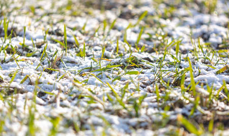 Snow on the green grass. Nature