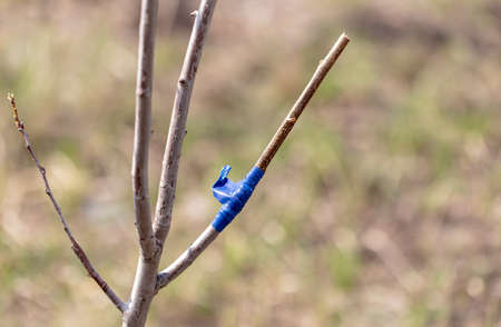 A branch is grafted on a fruit tree in spring.