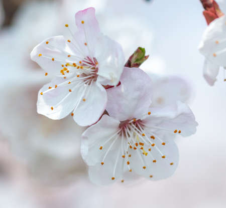 Flowers on the apricot tree. nature in the spring.の写真素材