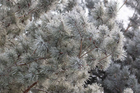 Pine branches in the snow in winter. Nature
