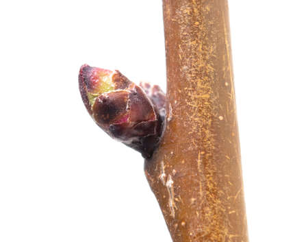 A swollen bud with a flower on an apricot branch is isolated on a white background. macro.