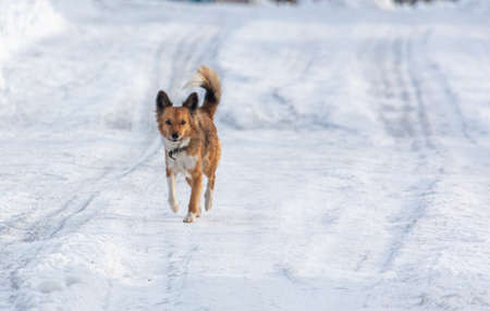 The dog walks in the snow in winterの写真素材