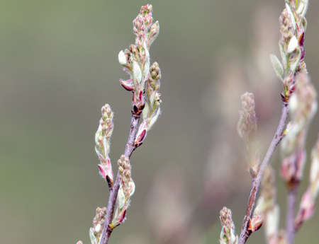 Leaves from the buds of a tree close-up. nature in the spring.