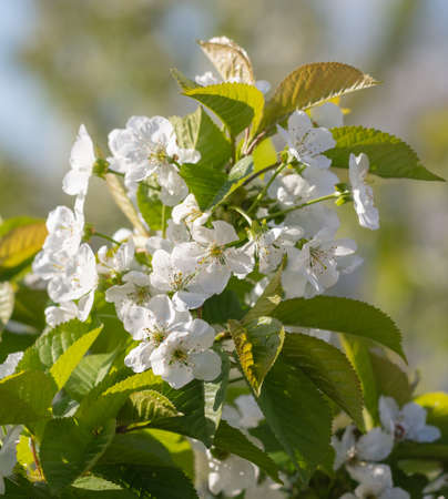 Flowers on the cherry tree. nature in the spring.