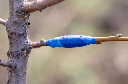 A branch is grafted on a fruit tree in spring.の写真素材