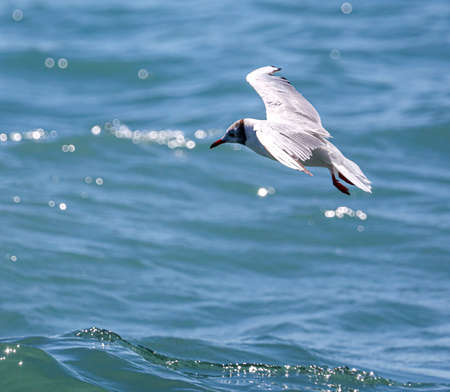 Seagull in flight against the background of the blue sea. bird