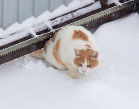 The cat crawls under the fence in the snow in winter.の写真素材