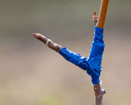 A branch is grafted on a fruit tree in spring.