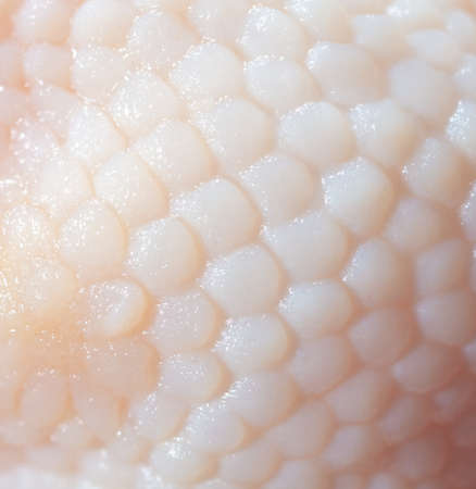 White chicken skin as a background. close-upの写真素材