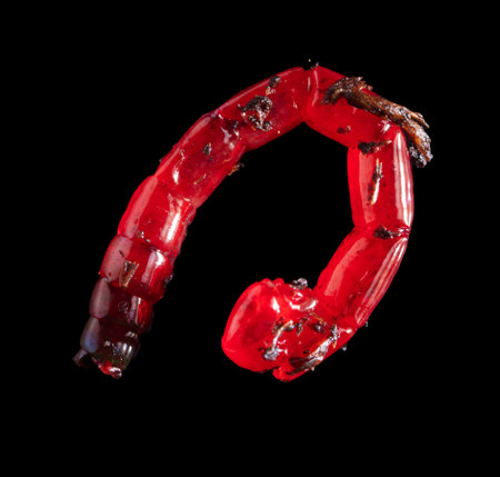 Red bloodworm isolated on black background. Macroの写真素材