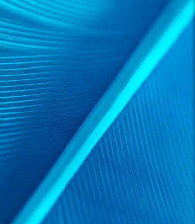 Blue feather as a background. Macro